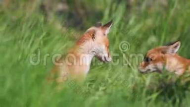 红狐狸幼崽在高大的草地上玩耍。 外阴